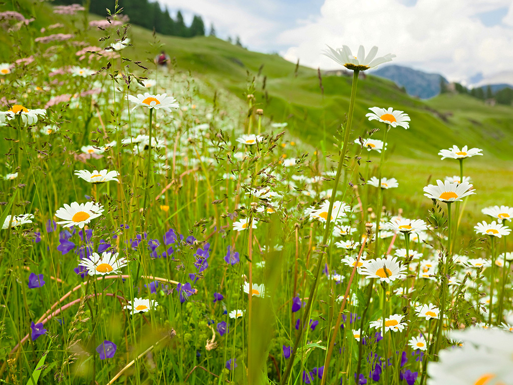 flower meadow