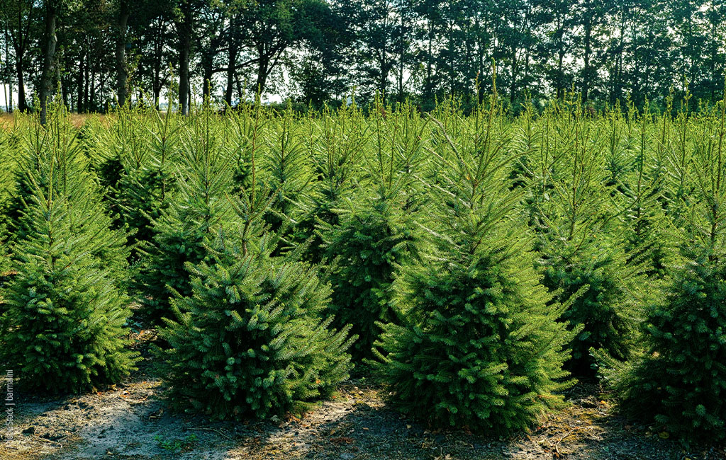 Image of a lot of christmas trees standing next to each other