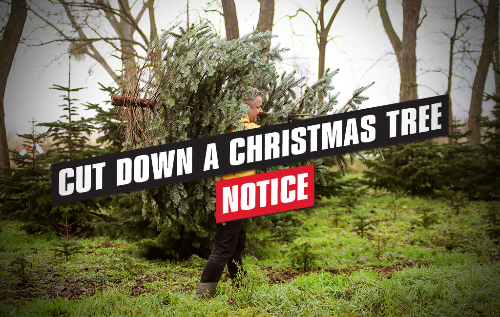 Notice: Cut down a christmas tree header image